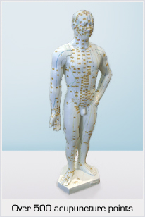 Acupuncture model with over 500 acupuncture points